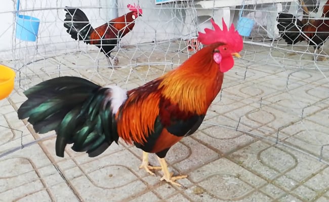 Bat mi ngay nhung tuyet chieu de chon lua ga chien tham gia da ga
