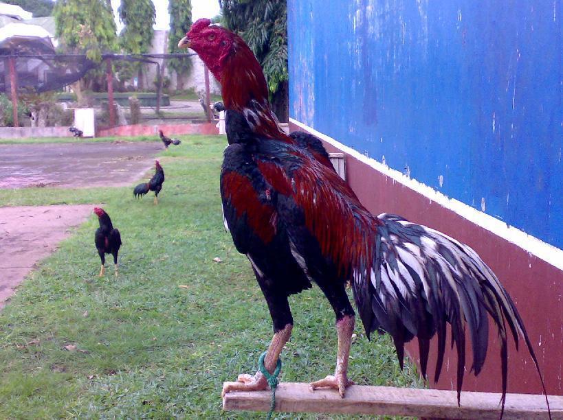 Các bước cần thiết của việc xem tướng gà chọi
