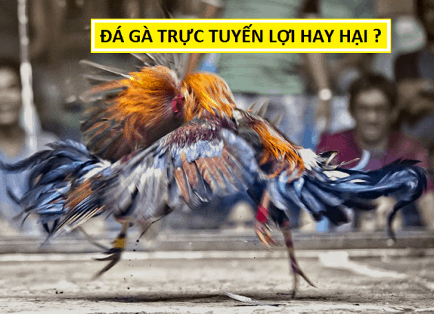 Chieu tro lua dao cua nha cai danh cho nguoi moi choi trong da ga online