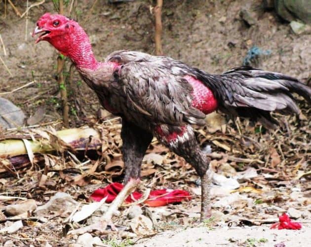 Ky thuat choi da ga online khien cho nguoi choi moi