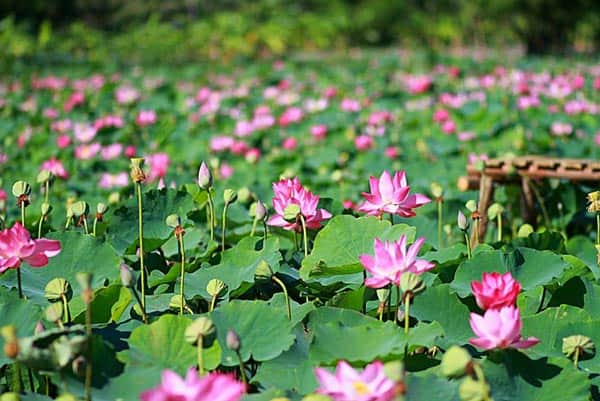 Nằm mơ thấy ao sen đánh con gì và điềm báo gì?