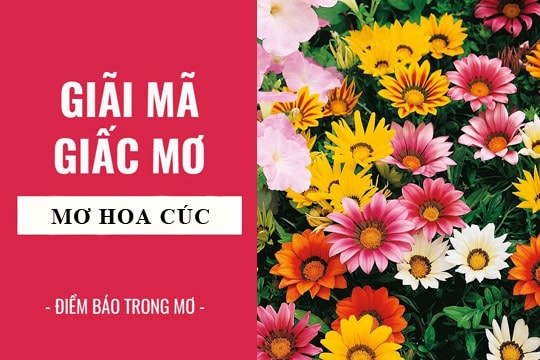 Nằm mơ thấy hoa cúc có ý nghĩa gì, đánh con số nào phát tài?