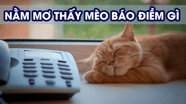 Nằm mơ thấy mèo cắn điềm tốt hay xấu, đánh lô đề con nào chuẩn?