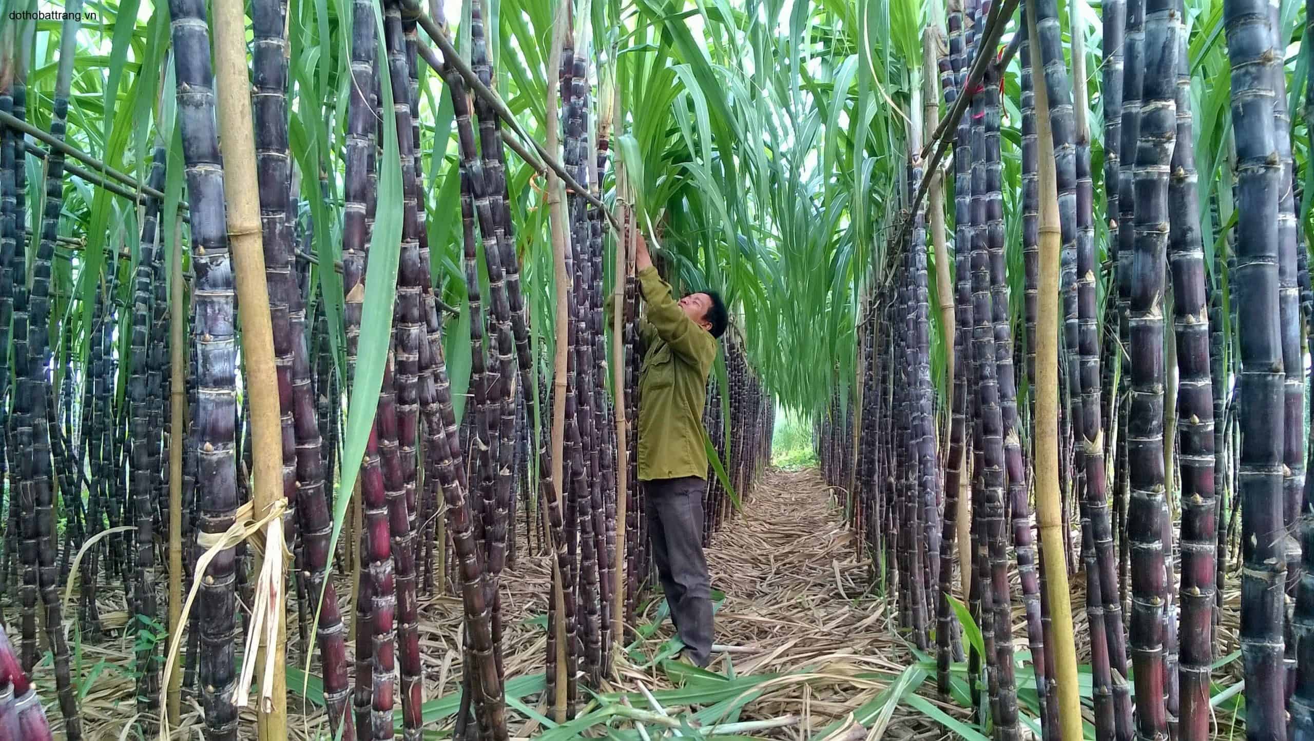 Nằm mơ thấy ăn mía đánh con gì và điềm báo gì?