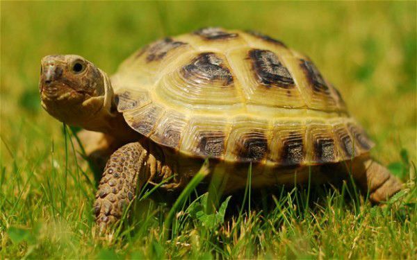 Giải mã giấc mơ nhìn thấy con lừa