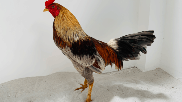 Thế nào được xem là chú gà chiến tiêu chuẩn trong đấu gà trực tuyến The nao duoc xem la chu ga chien tieu chuan trong dau ga truc tuyen