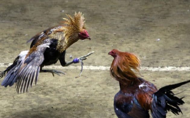 Trong quá trình chơi đá gà người chơi cần lưu ý vấn đề gì? Trong qua trinh choi da ga nguoi choi can luu y van de gi?