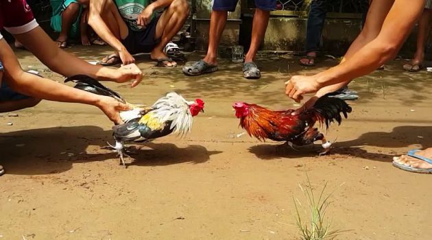Nhung su that ban can biet ve ca cuoc da ga de tranh mat tien oan